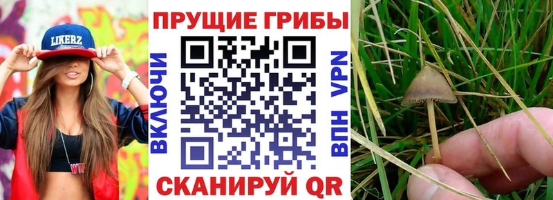 Купить где  Кореновск  Галлюциногенные грибы Psilocybe 